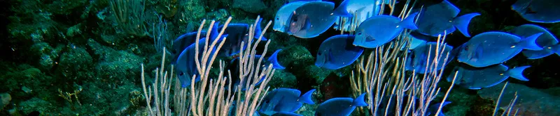 Sea Pro Divers